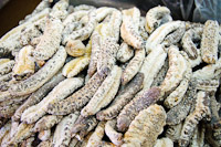 Sea cucumbers