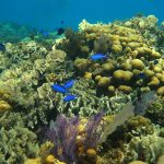 A clear human footprint on the Caribbean coral reefs