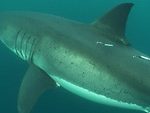 Tracking apex marine predator movements in a dynamic ocean